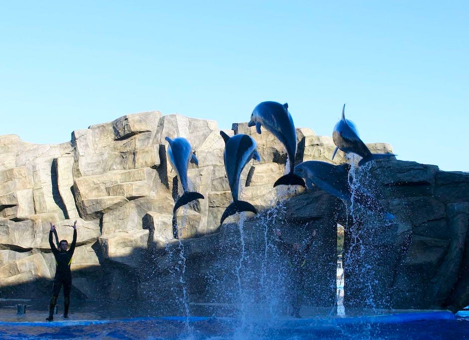 atrakcje batumi delfinarium