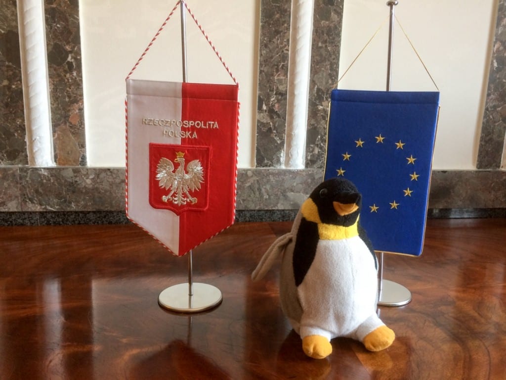 Ukochany pingwinek w drodze.