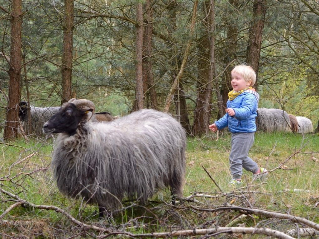 Chruczek wpędził stado owiec do lasu biegając i pokrzykując "baa baa black sheep!"