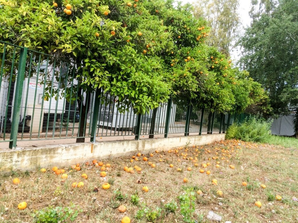 Czemu tu nikt nie zbiera pomarańczy?