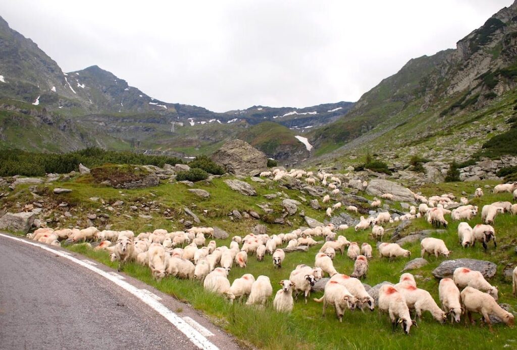 Trasa transfogarska owce