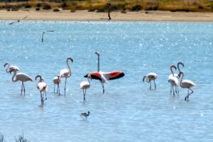 larnaka flamingi
